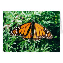 Butterfly notecards