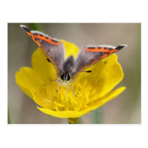 Butterfly on a Flower Postcard