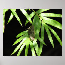 Butterfly on Bamboo Print