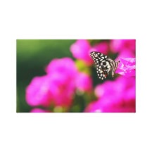 Butterfly on Bouganvillea flower canvas print