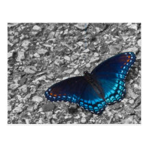 Butterfly on Concrete Postcard