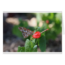 Butterfly on Red Bloom Greeting Cards