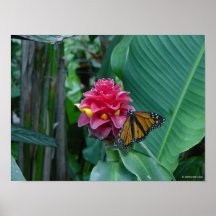 Butterfly on Tenerife Posters