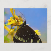 Butterfly on Yellow Flower Flyer Design