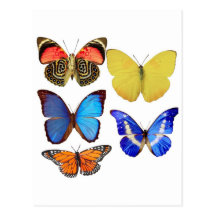 butterfly paper postcard