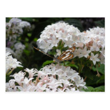 Butterfly Pictures Postcards