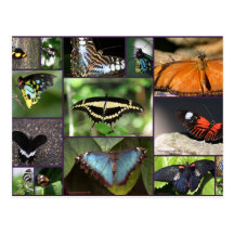 Butterfly Post Card