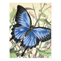 Butterfly Post Cards