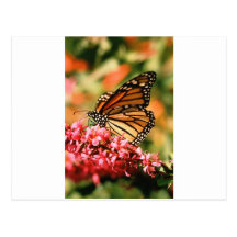 Butterfly Post Cards