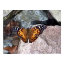 Butterfly Postcard
