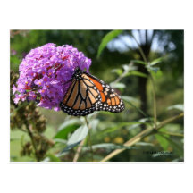 Butterfly postcard