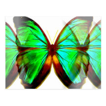 Butterfly Postcard