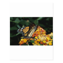Butterfly Postcards