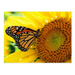 Butterfly Postcards