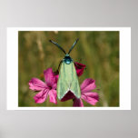 Butterfly Poster