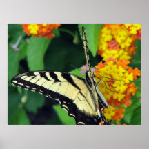 Butterfly Posters