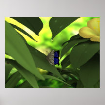 Butterfly Poster