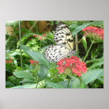 Butterfly Posters