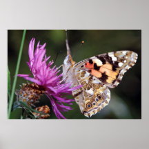 Butterfly Posters