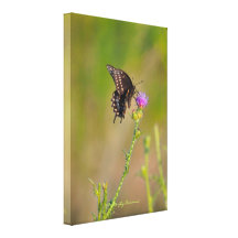 Butterfly & Scottish Thistle Garden Scene Gallery Wrap Canvas