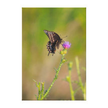 Butterfly & Scottish Thistle Garden Scene Gallery Wrapped Canvas