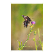 Butterfly & Scottish Thistle Garden Scene Gallery Wrapped Canvas