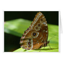 Butterfly Wings Greeting Card