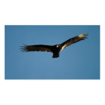 Buzzard in Flight 1 Business Card Template