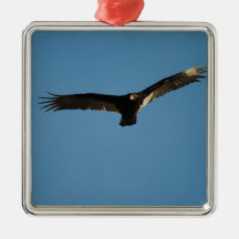 Buzzard in Flight 1 Christmas Tree Ornaments