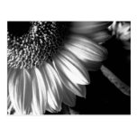 bw sunflower 2 post cards