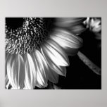 bw sunflower 2 posters