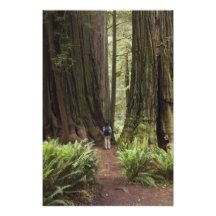CA, Jedediah Smith Redwoods State Park, Photo Art