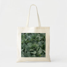 Cabbage
