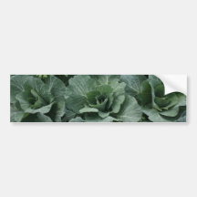 Cabbage Bumper Sticker