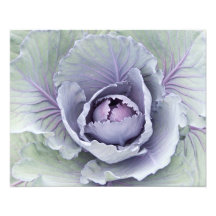 Cabbage Photo Print