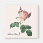 "Cabbage Rose" Botanical Print Magnets