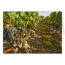 Cabernet Sauvignon vines in a row in the Cards