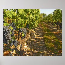 Cabernet Sauvignon vines in a row in the Poster
