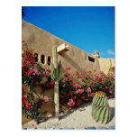 Cabo San Lucas, Baja, Mexico  flowers Postcards