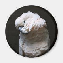 cacatoo magnets