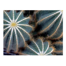 Cacti Post Cards