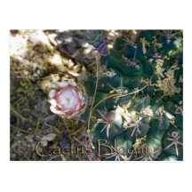 Cactus Bloom Postcards