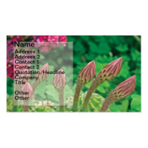 Cactus buds business card template