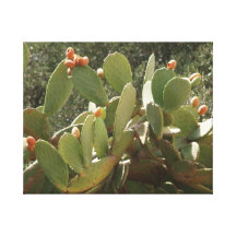 Cactus Canvas Prints