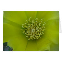 Cactus flower card
