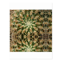 Cactus May 2013 Post Card