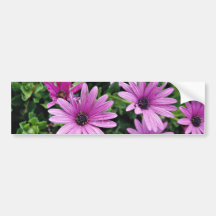Cactus, Osteospermum  flowers Bumper Stickers