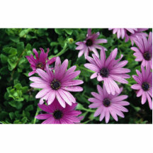Cactus, Osteospermum Photo Cutout