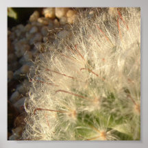 Cactus Print