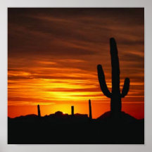 cactus sunset poster